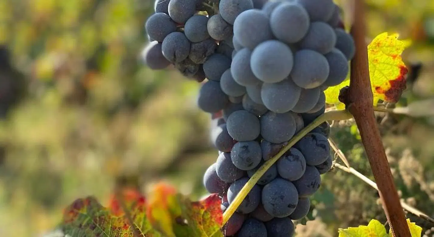 NaturalMente Wine Resort SPORTS_AND_LEISURE