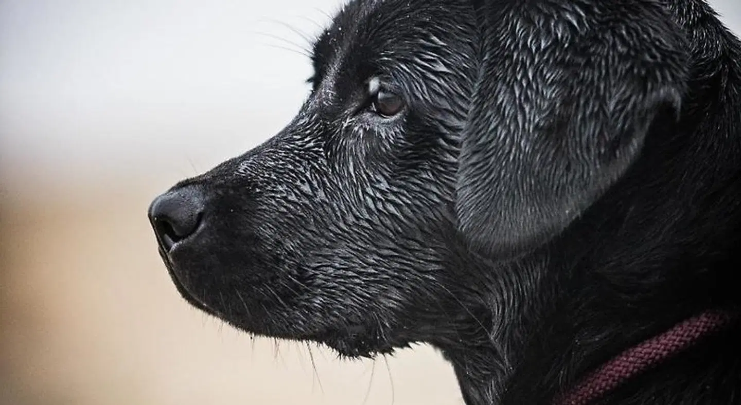 Residenz am See ANIMAL