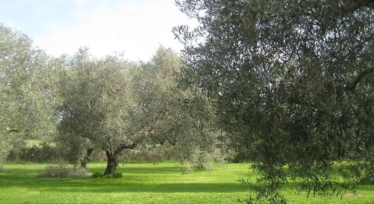 Sa Ingia LANDSCAPE