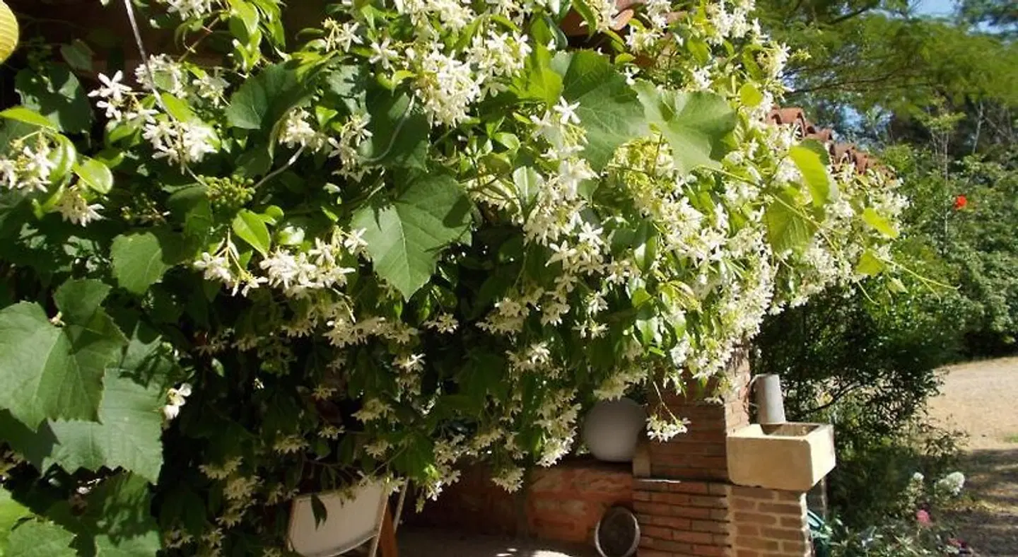 La Cassinette TERRACE