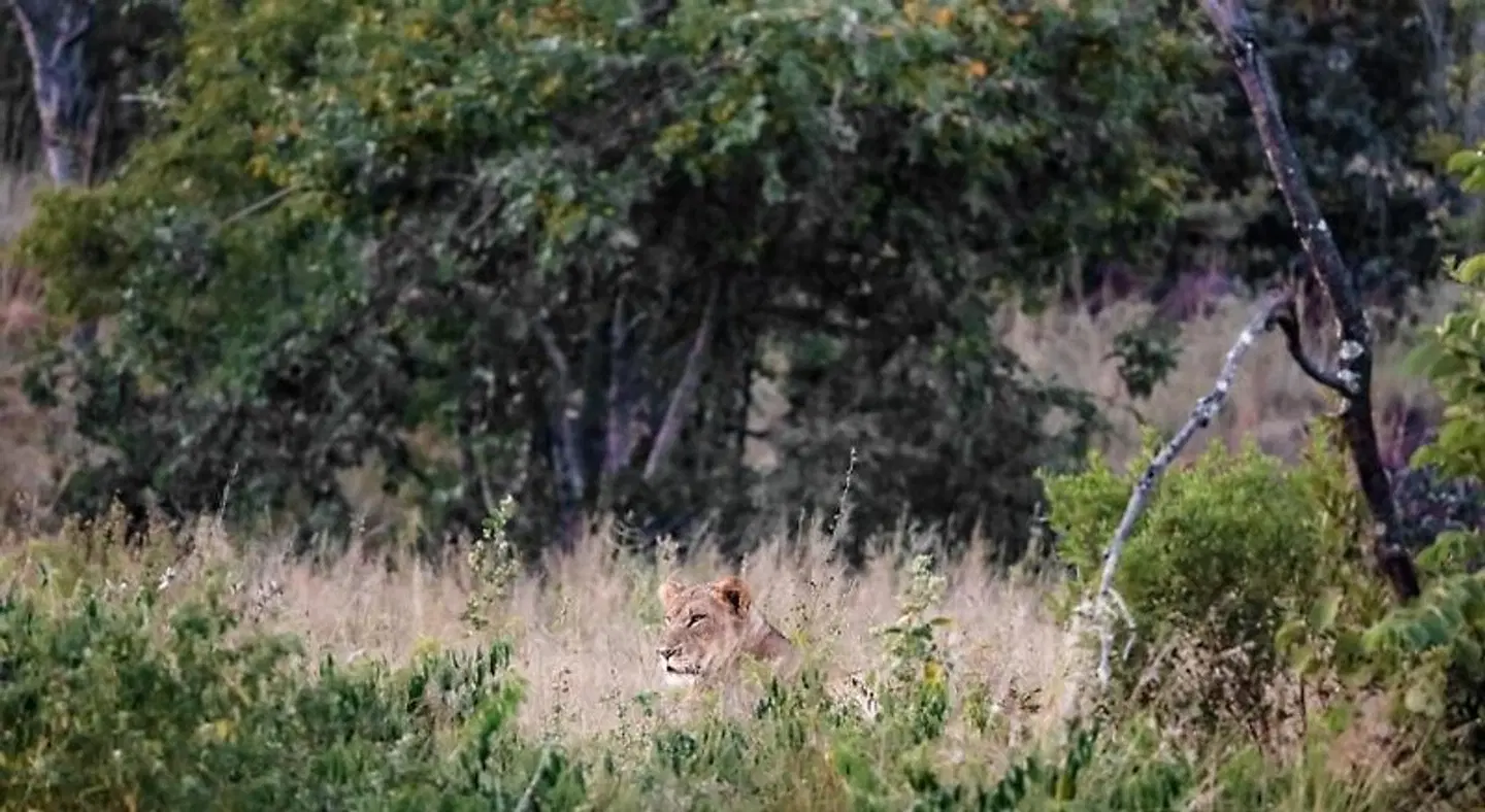 Tshwene Lodge LANDSCAPE