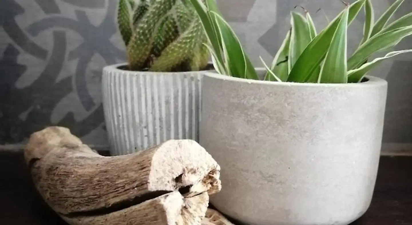 La Terrazza di Empedocle ANIMAL