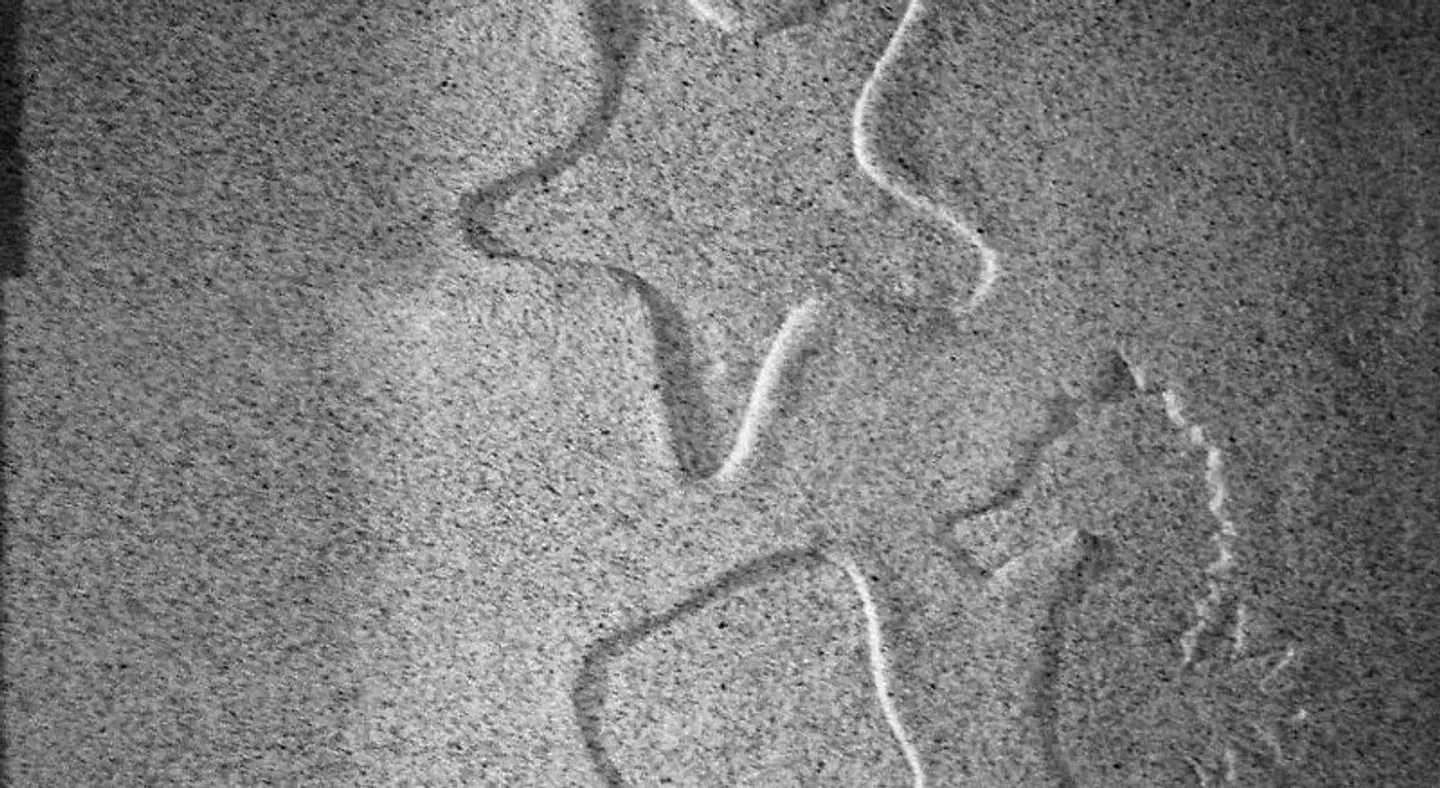 Pirates Village ANIMAL