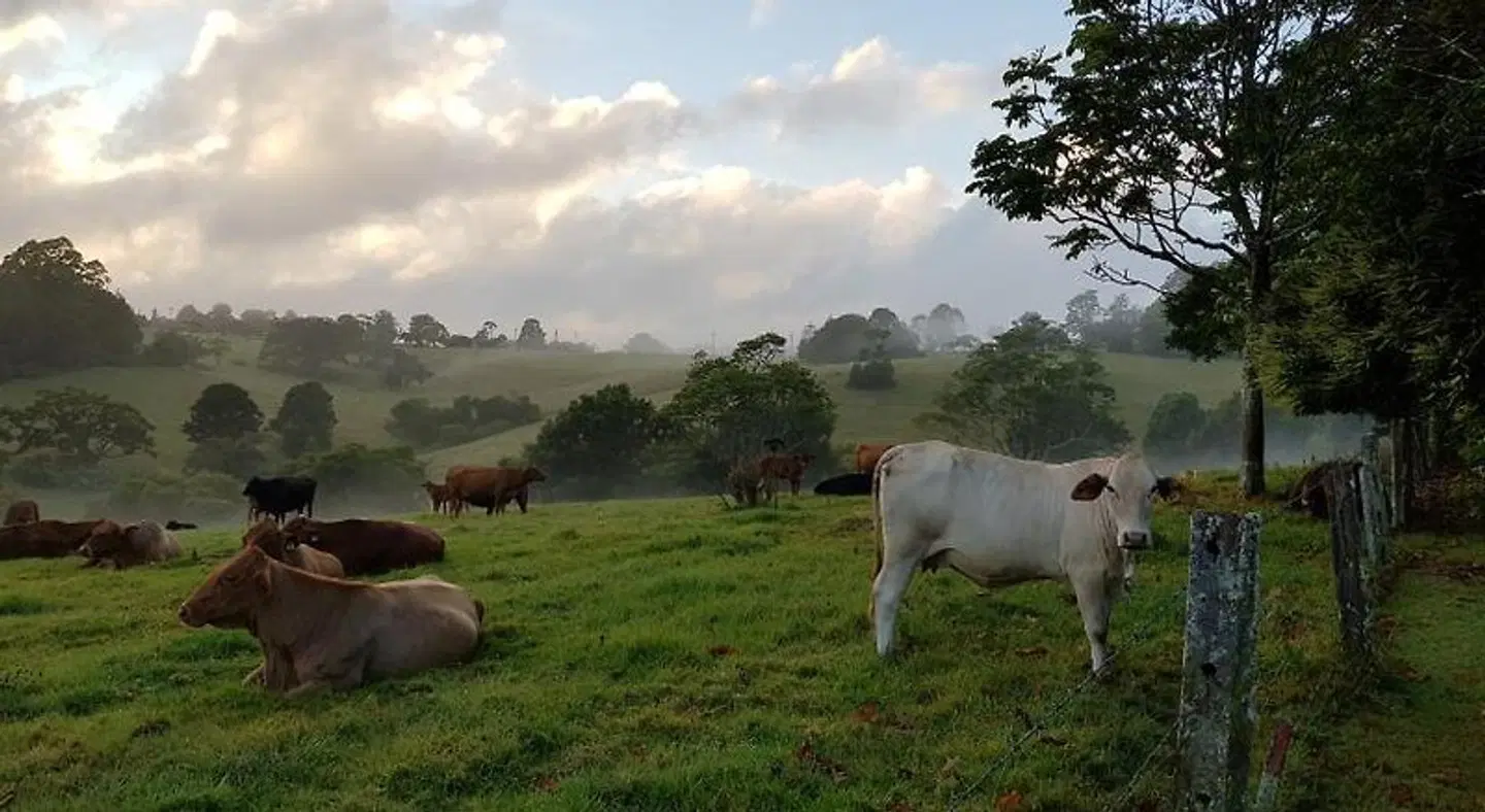 Seasons of Maleny B&B ANIMAL