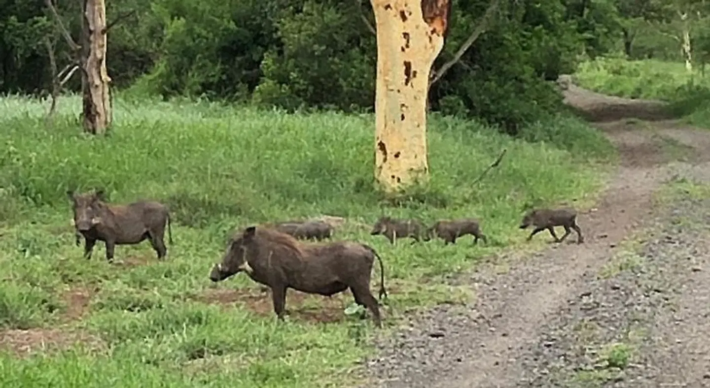Msunduze River Lodge ANIMAL