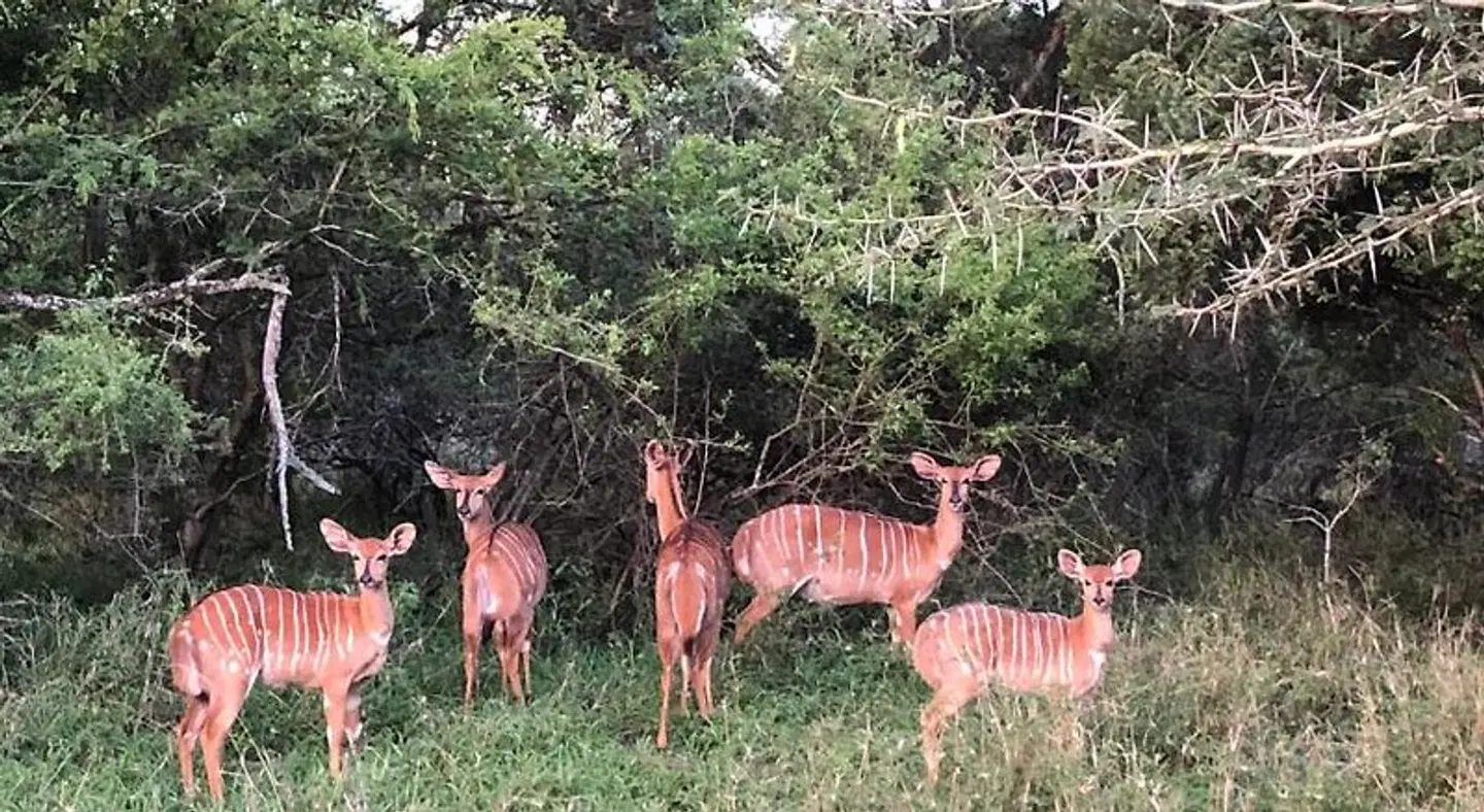Msunduze River Lodge ANIMAL
