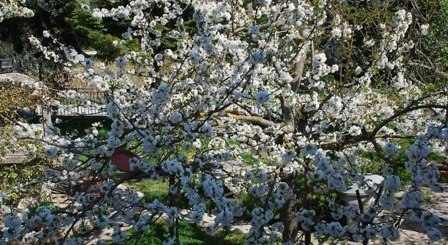 Locanda Sant'Antimo LANDSCAPE