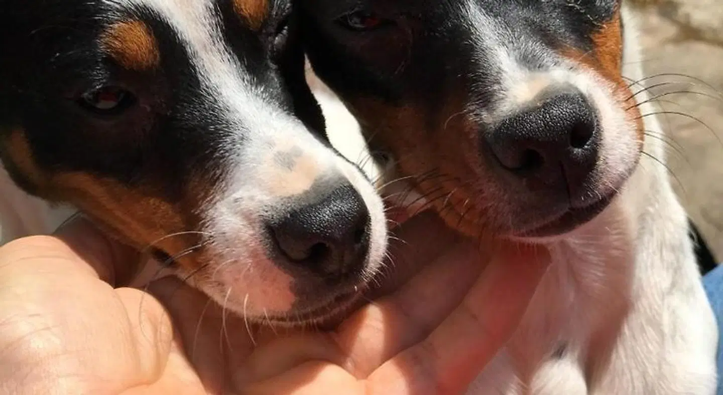 Agroturismo Anziola ANIMAL