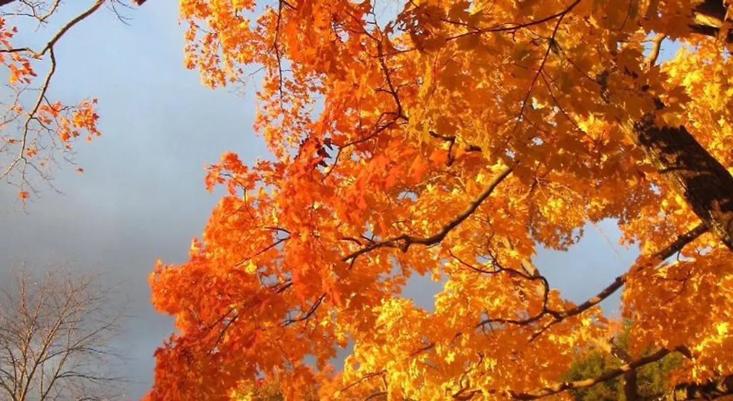 Whistler's Inn LANDSCAPE