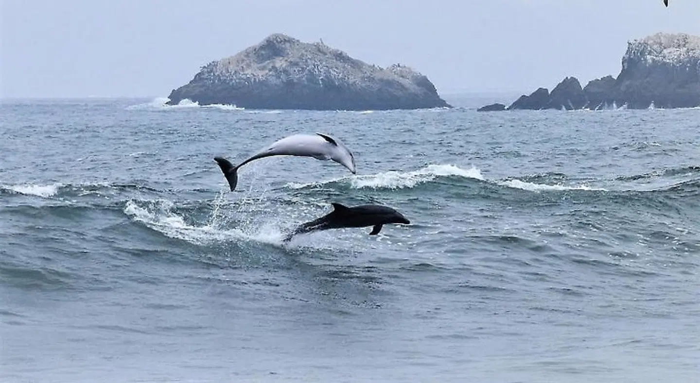 Waves Surf Camp Peru - Hostel ANIMAL