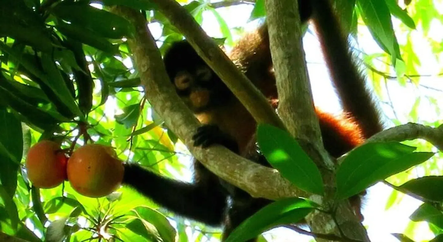 LagunaVista Villas ANIMAL