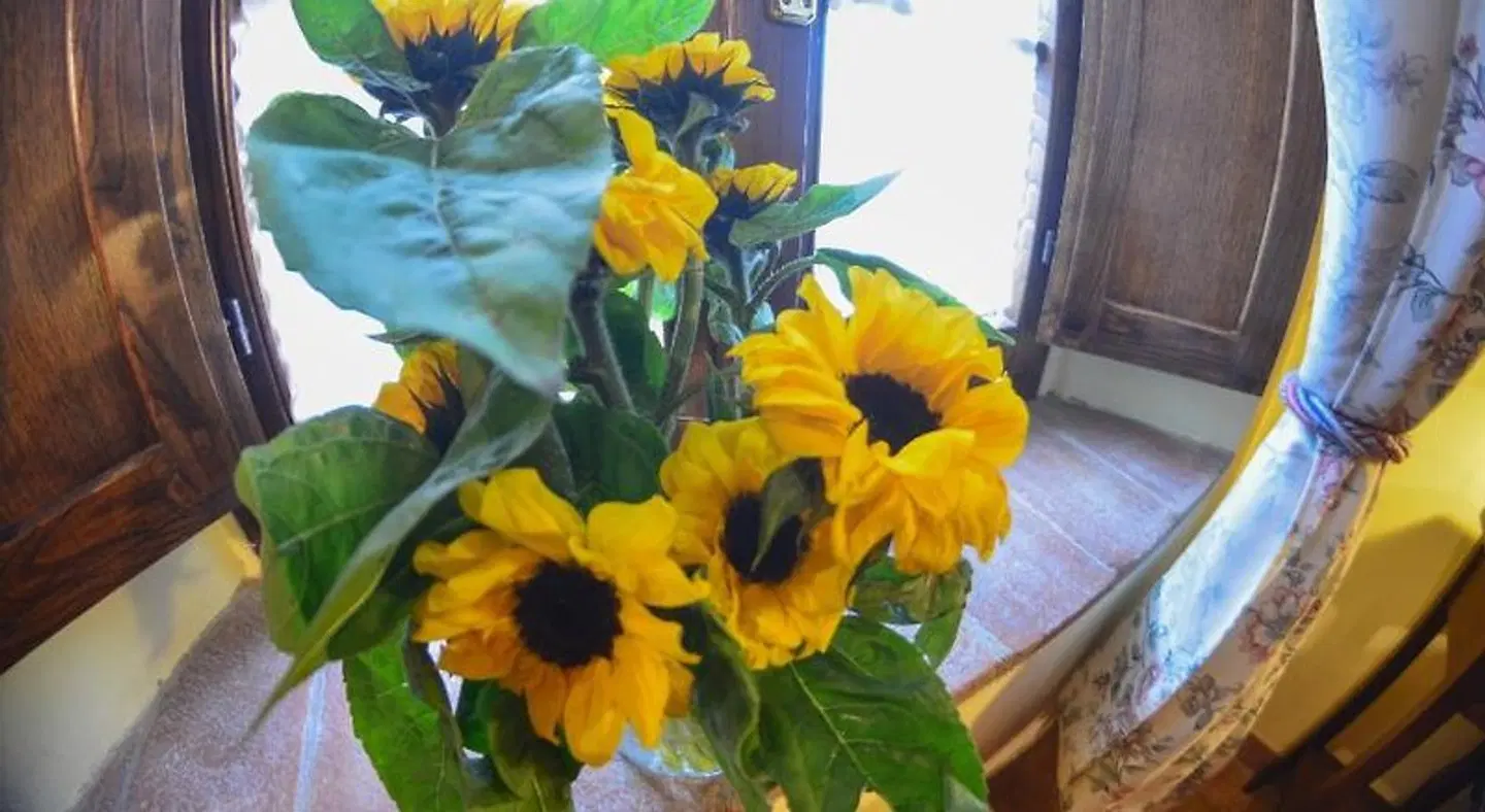 Casa Di Campagna In Toscana ANIMAL