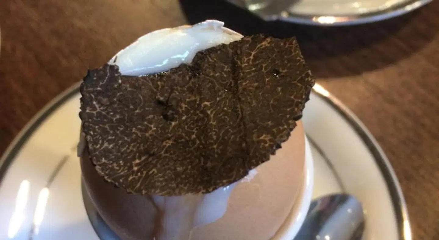 Le Trésor des Templiers ANIMAL