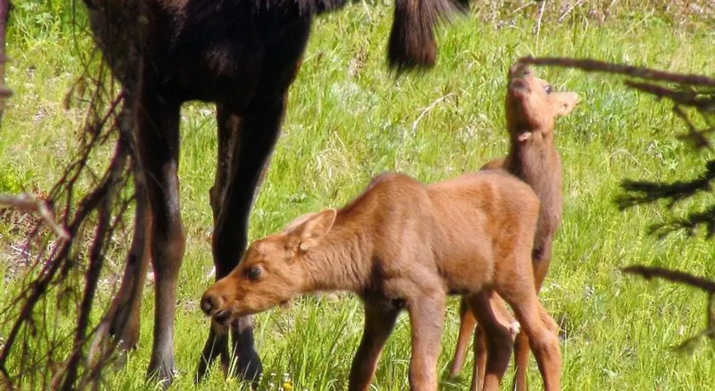 Anchor Point Captain Cook Lodge ANIMAL