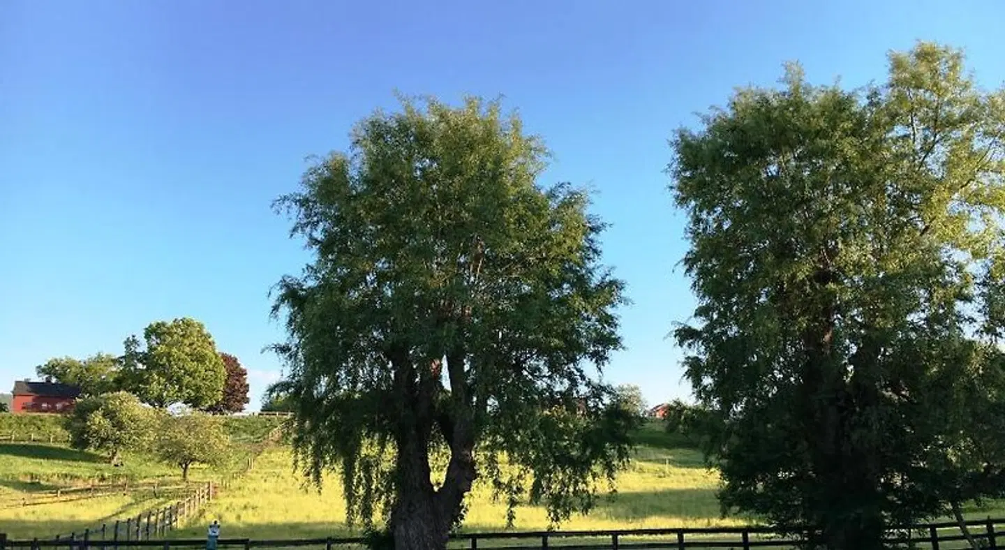 Maple Terrace Motel LANDSCAPE