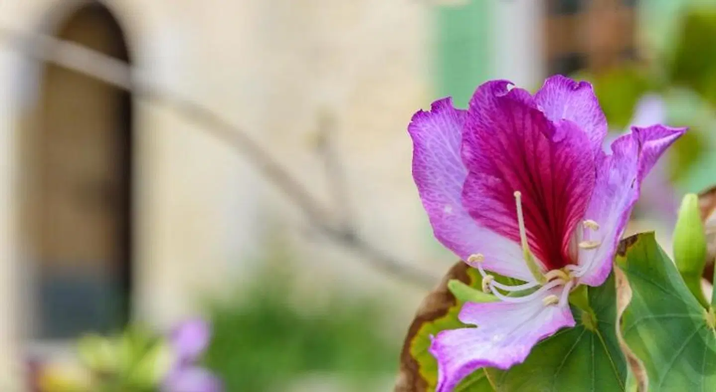 Agroturisme Subies ANIMAL