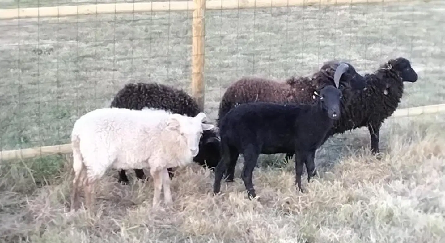 Domaine de la Lucarliere ANIMAL