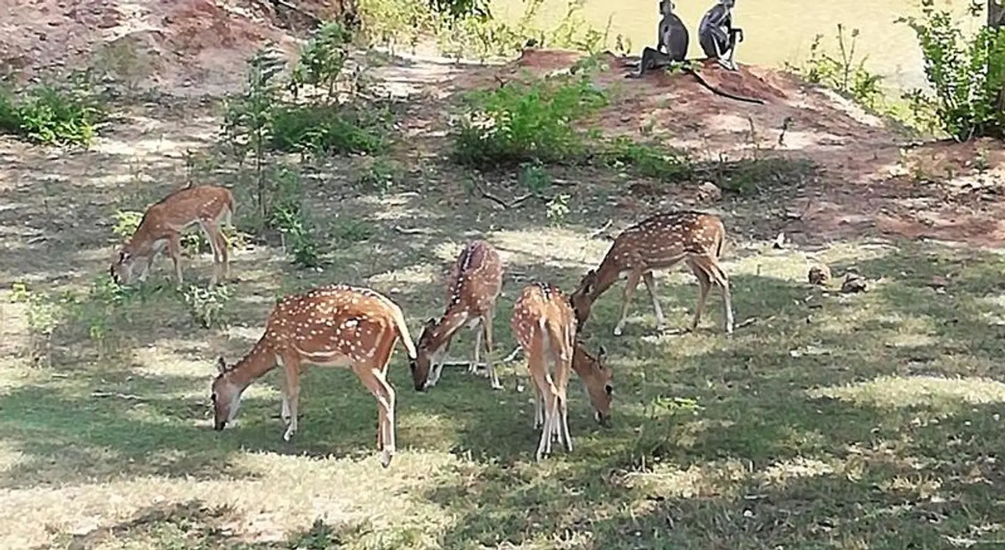 wish prabha lake view lodge ANIMAL