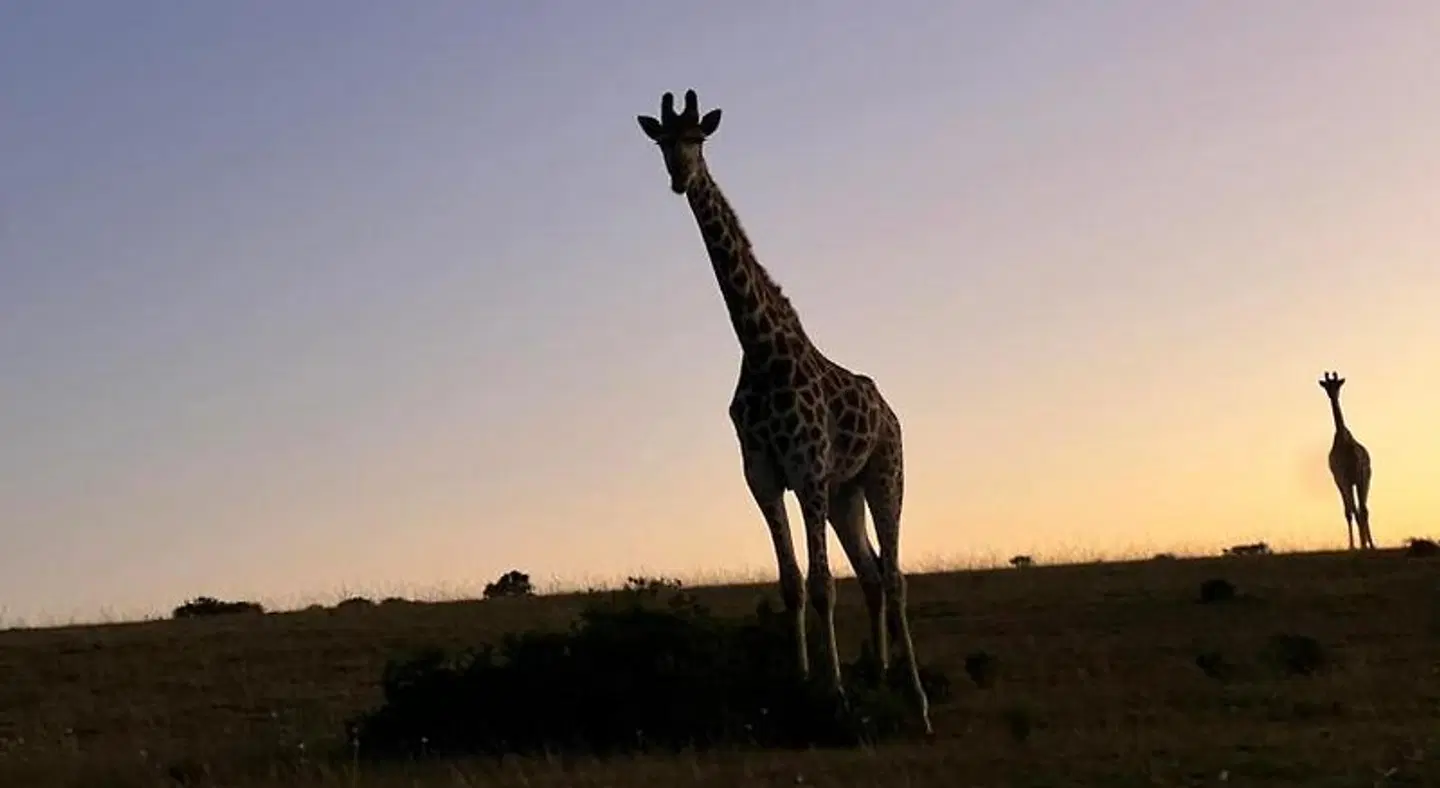 Hartenbos Private Game Lodge ANIMAL