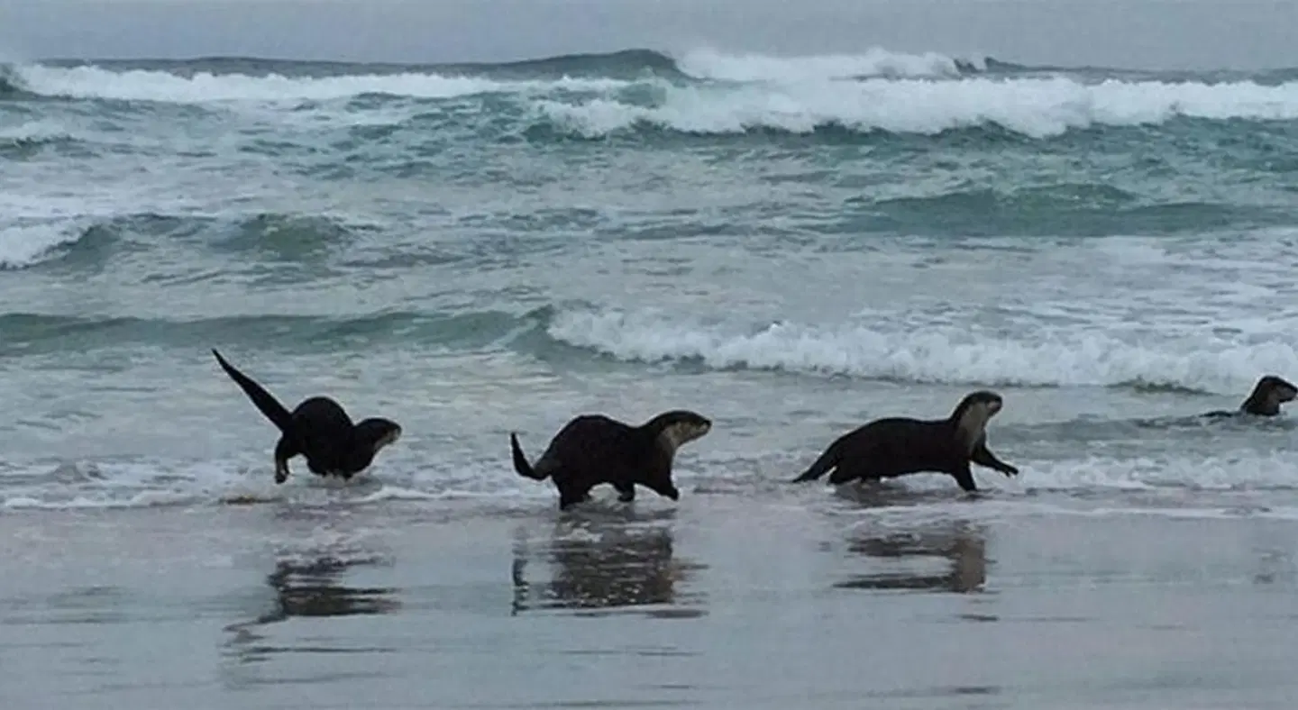 Kleinzee Oceanfront Guesthouse ANIMAL