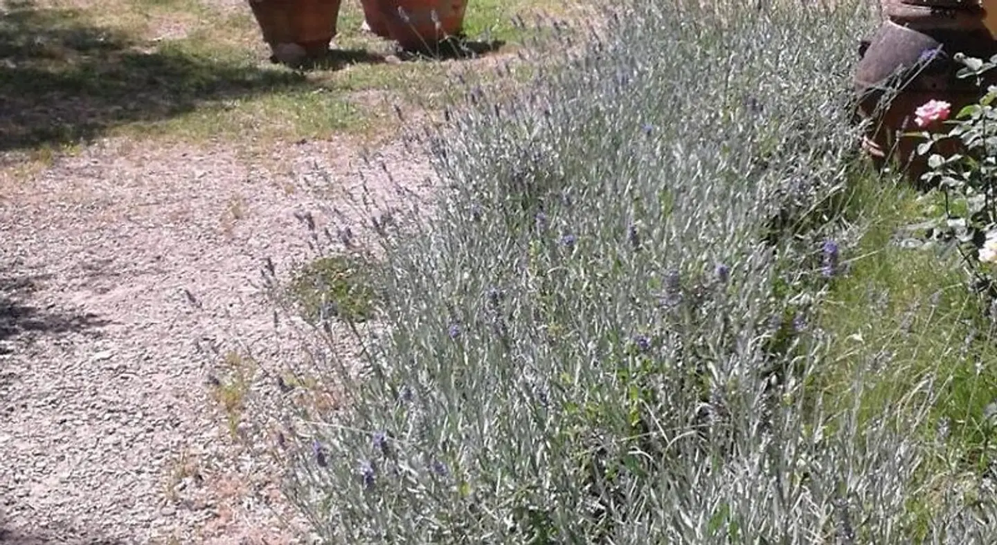 Villa Ape Rosa Relais LANDSCAPE