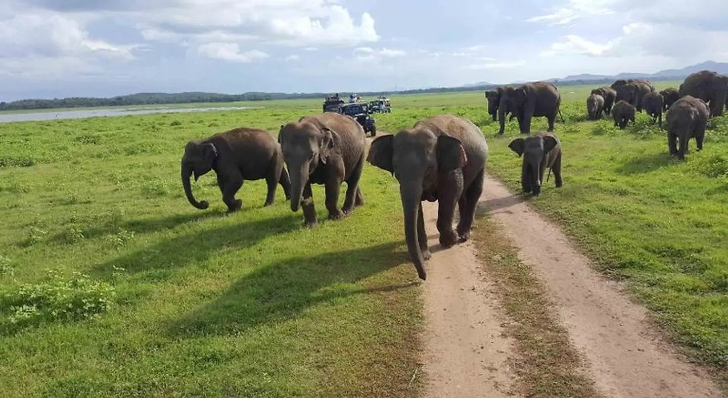 Indi Rose Garden ANIMAL