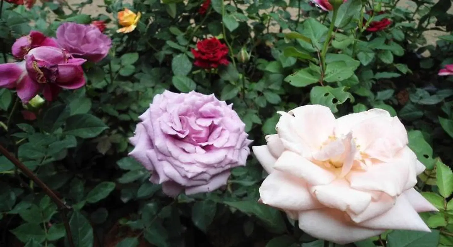 Indi Rose Garden HEALTH_BEAUTY