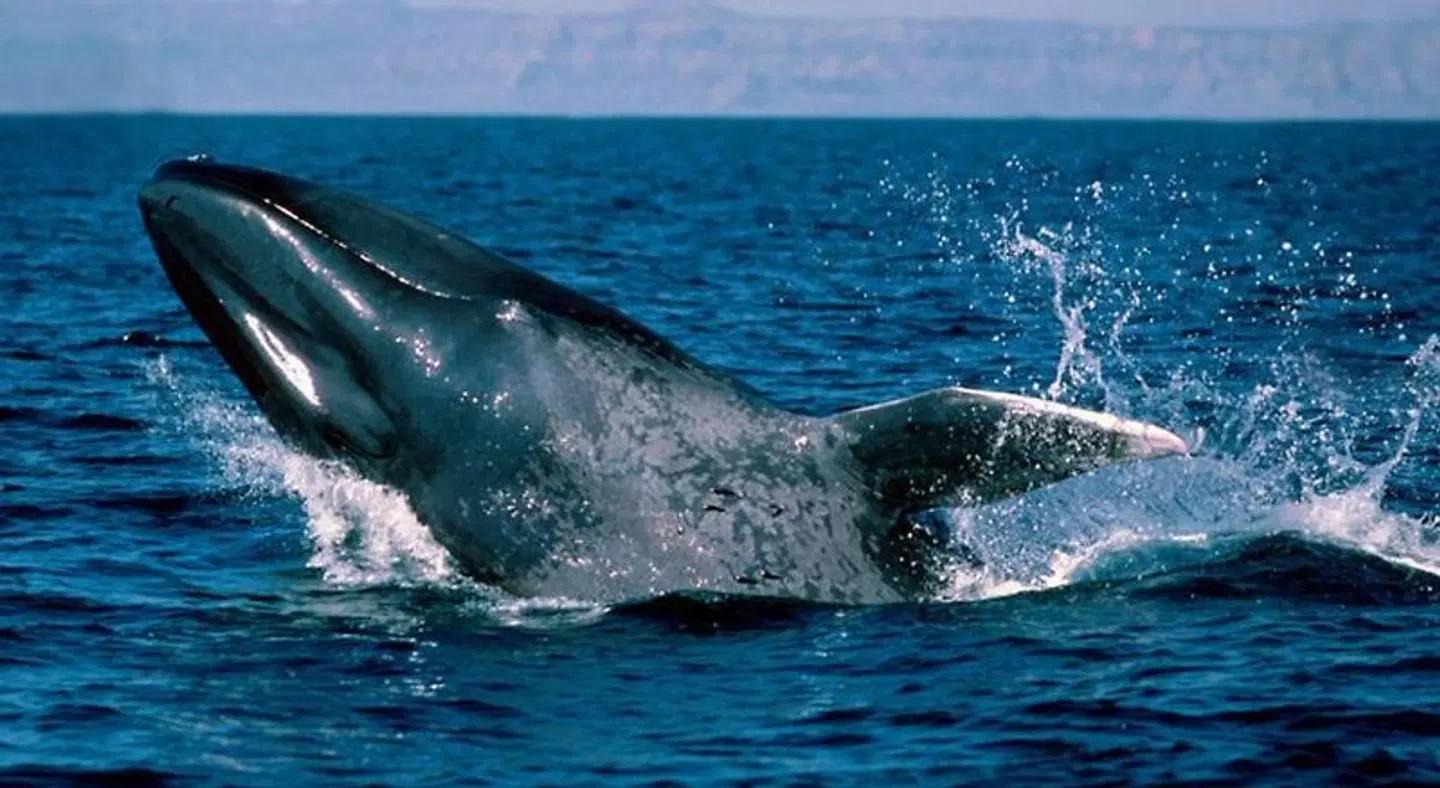 Nilaveli Crystal Blue Hotel ANIMAL