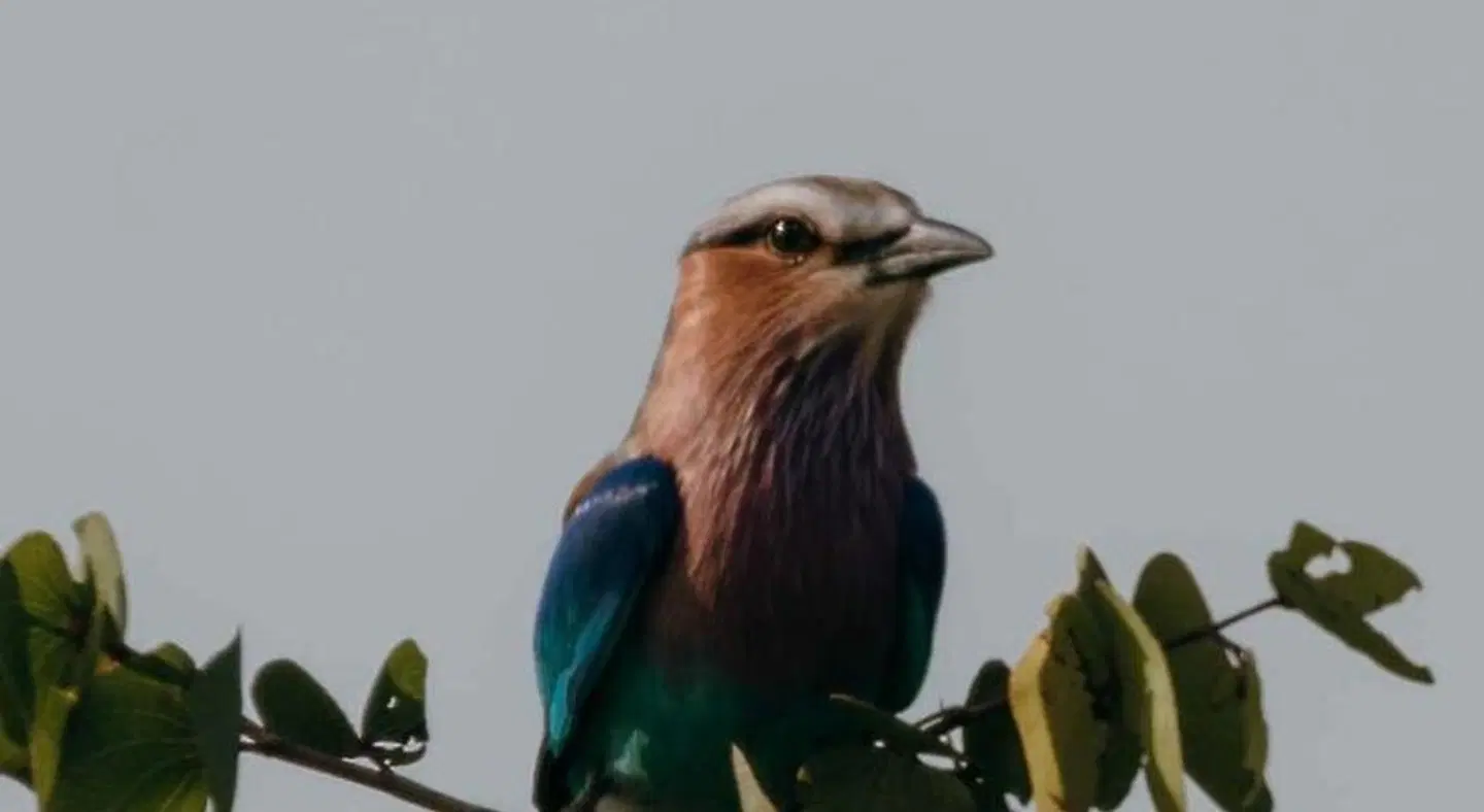 Maninghi Lodge ANIMAL