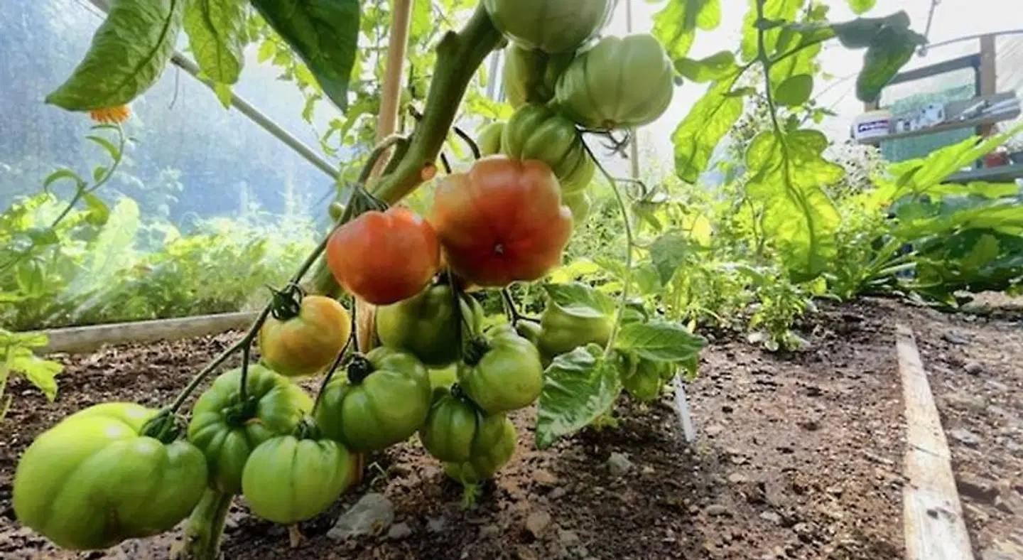 Ghan House Carlingford ANIMAL