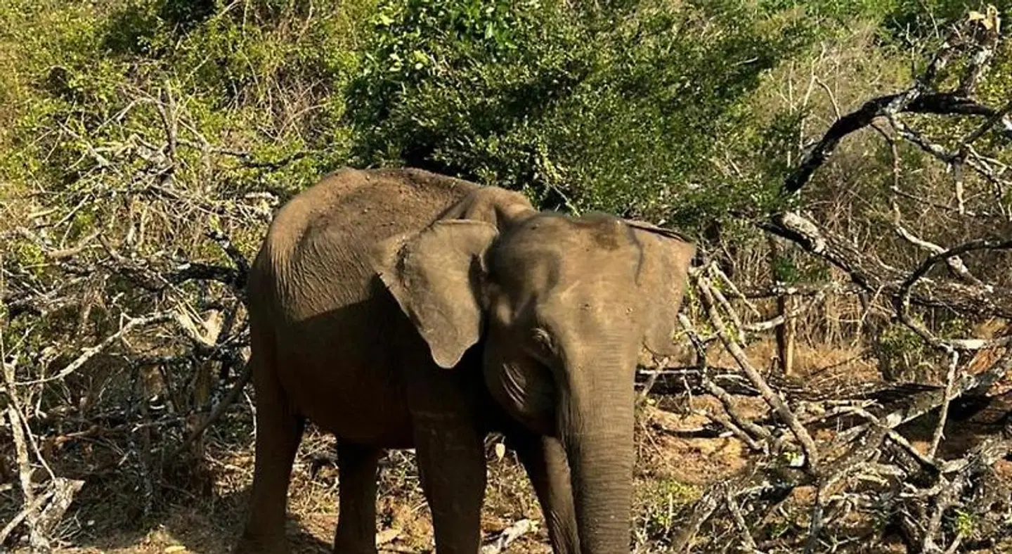 Wildlife Safari House ANIMAL