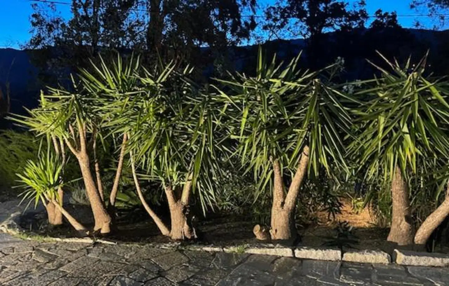 Chambres d'Hôtes Barraconu GARDEN