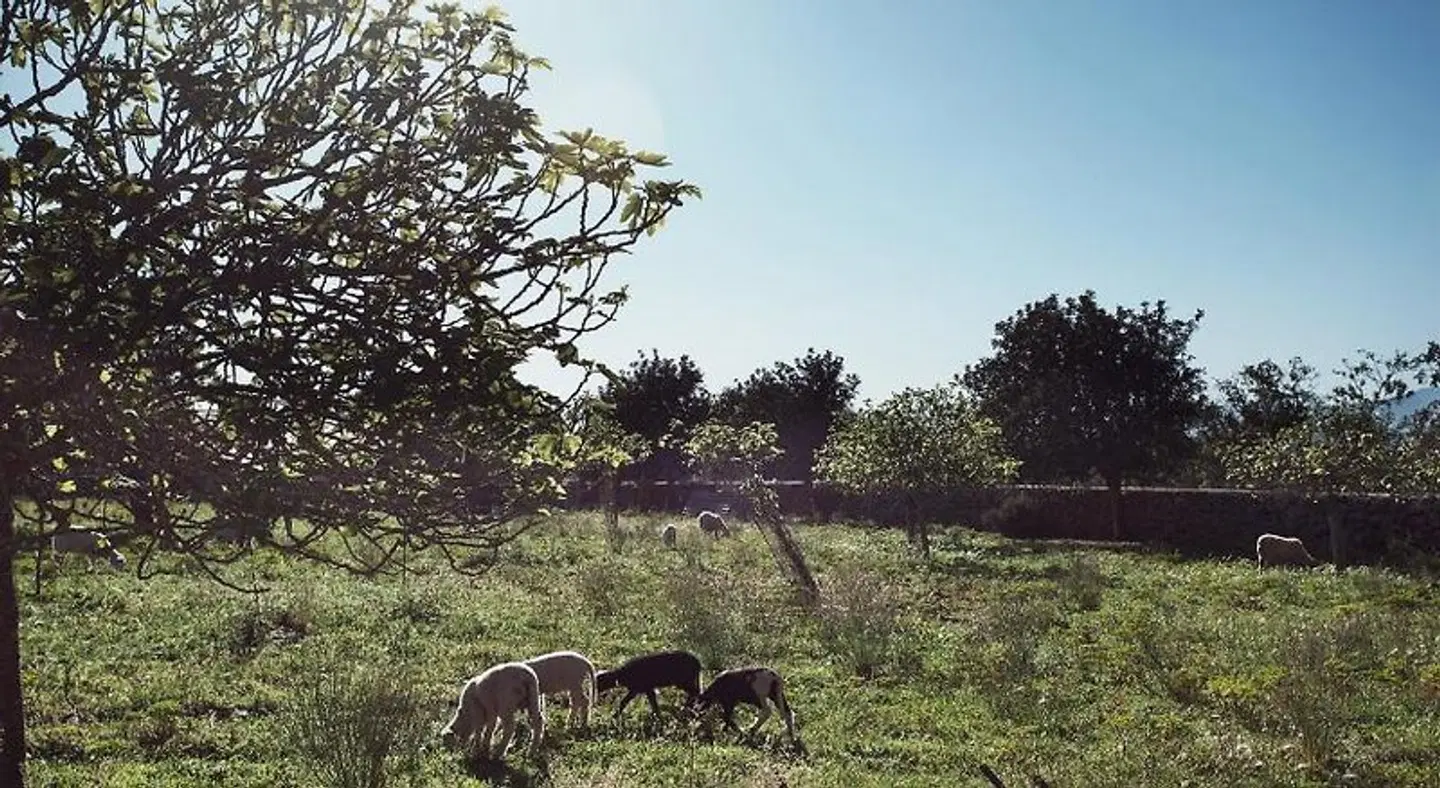 S'Hort des Convent ANIMAL