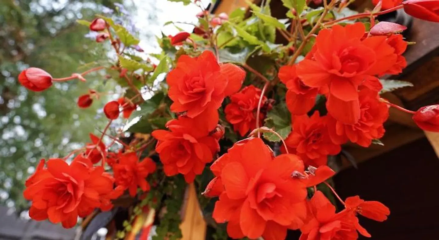 Deer Ridge B&B LANDSCAPE