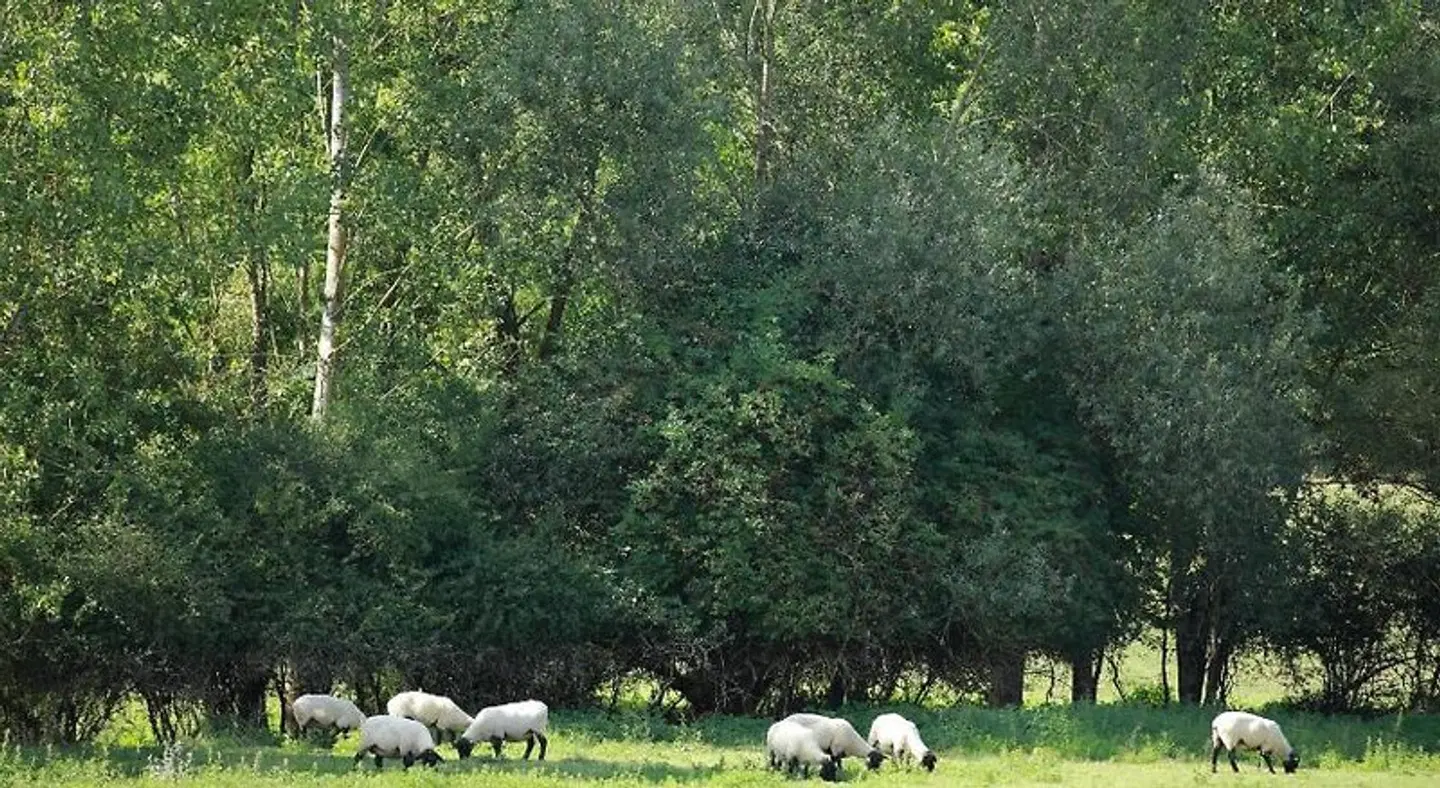 Auberge Du Parc ANIMAL