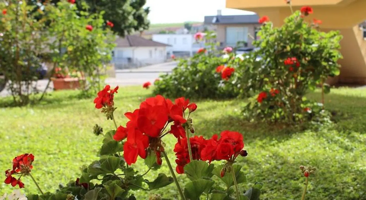 LA RUOTA DEI PAVONI GARDEN