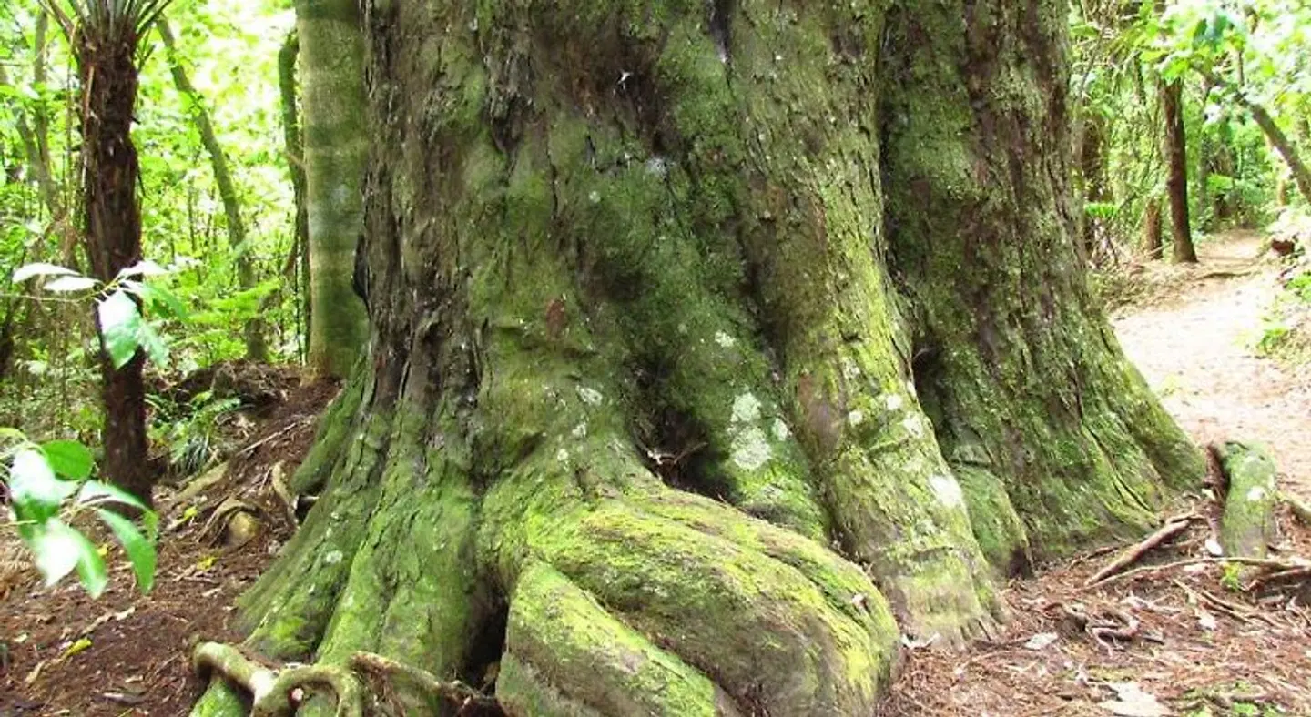 Rolling Hills Country Stay B&B LANDSCAPE