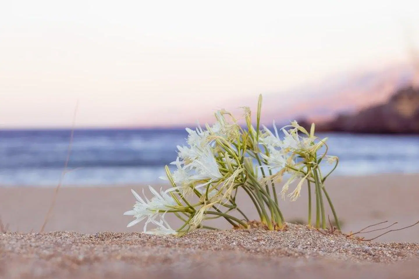 Alianthos Estate Resort BEACH