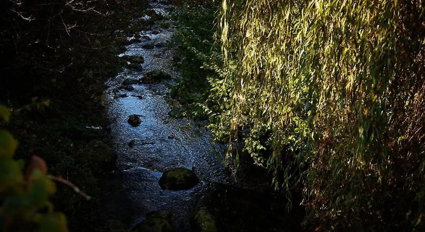 Bed & Breakfast Alte Klostermühle Münstertal GARDEN