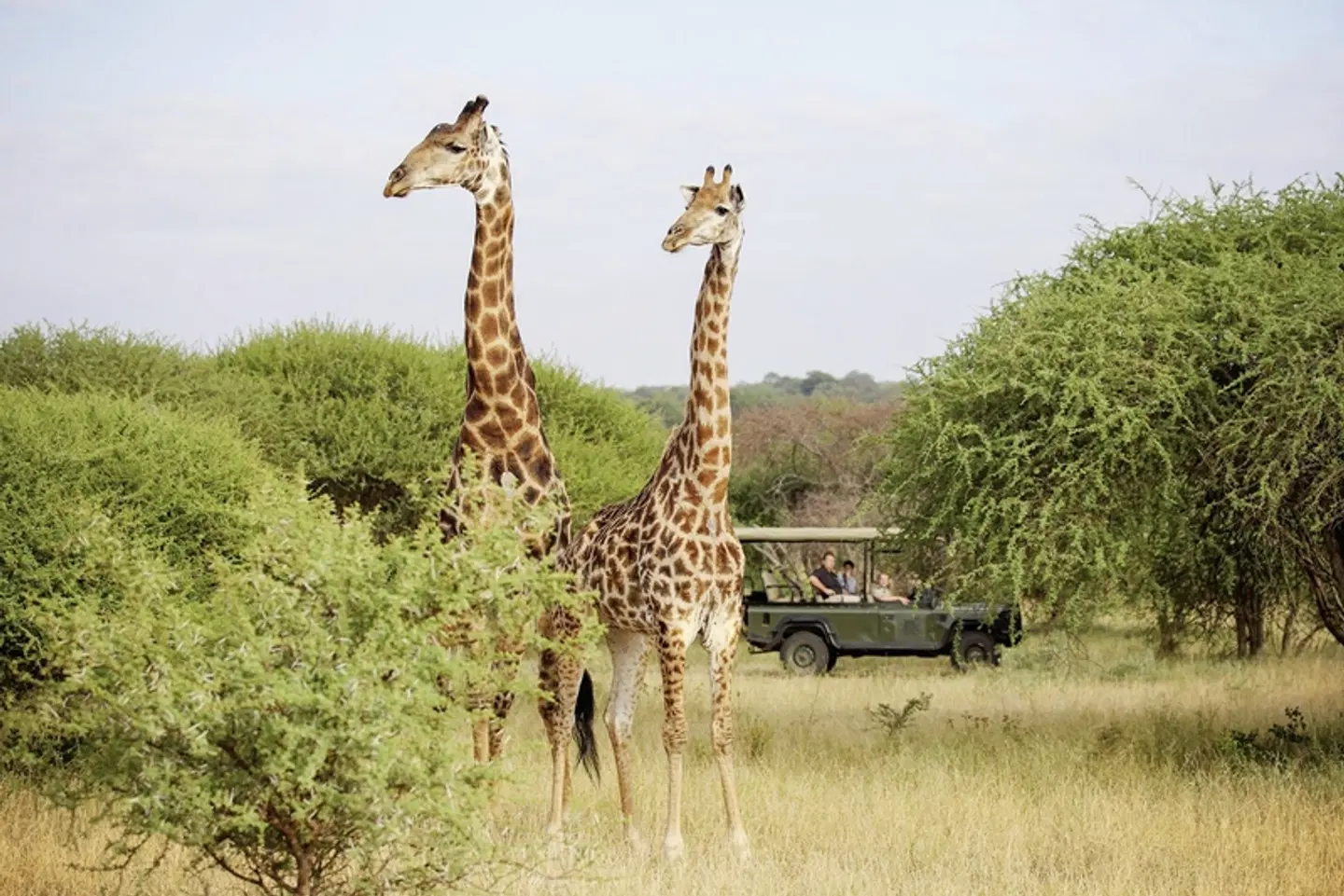 Jabulani Safari Tiere
