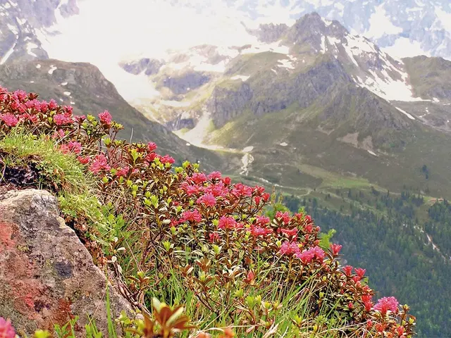 Alpenfriede LANDSCAPE